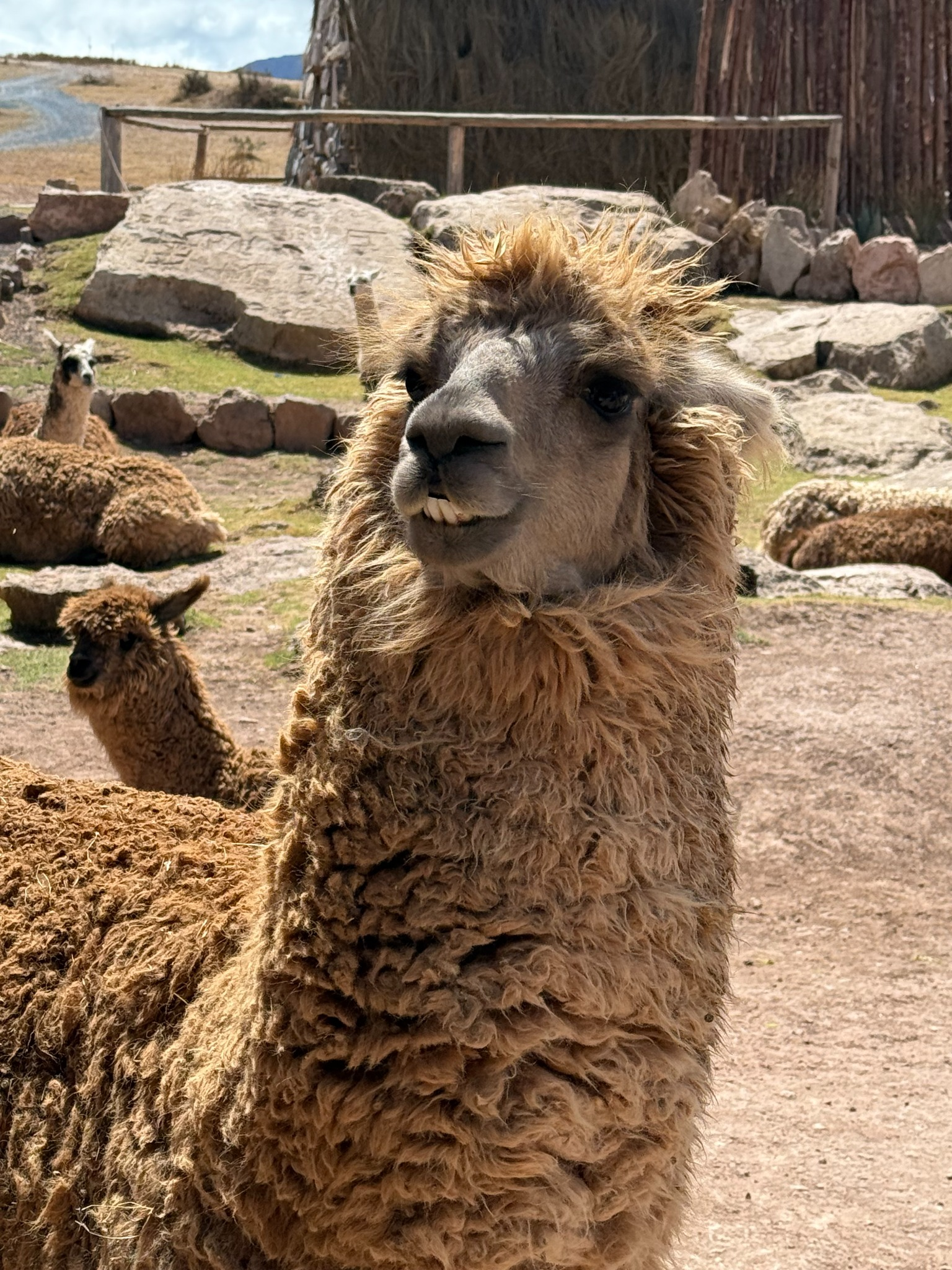 Close-up of an alpaca in Peru