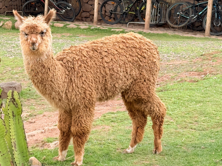 An alpaca standing in Peru
